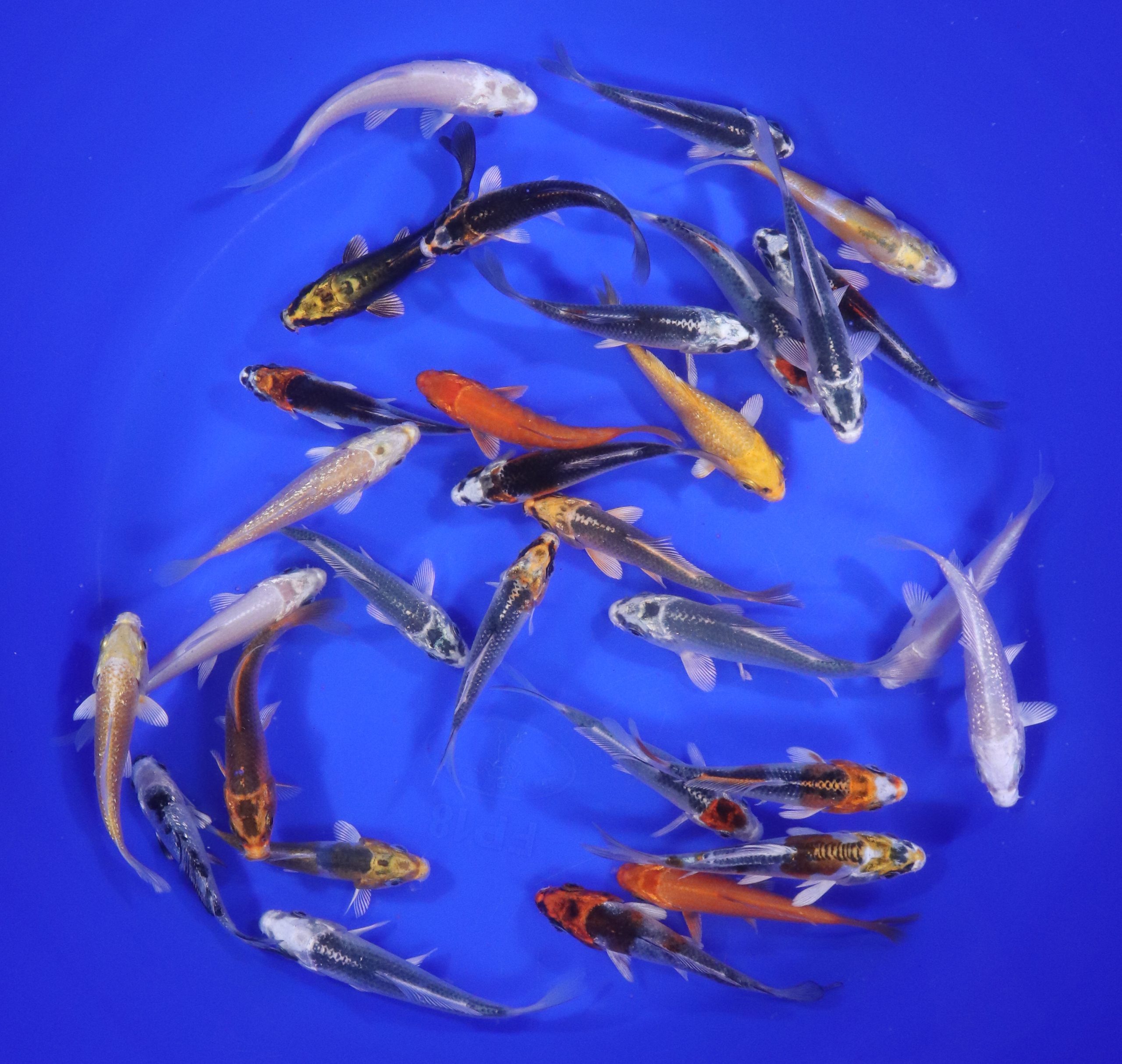 Alternative view of Hikari (Metallic) Koi Mix 3-4"