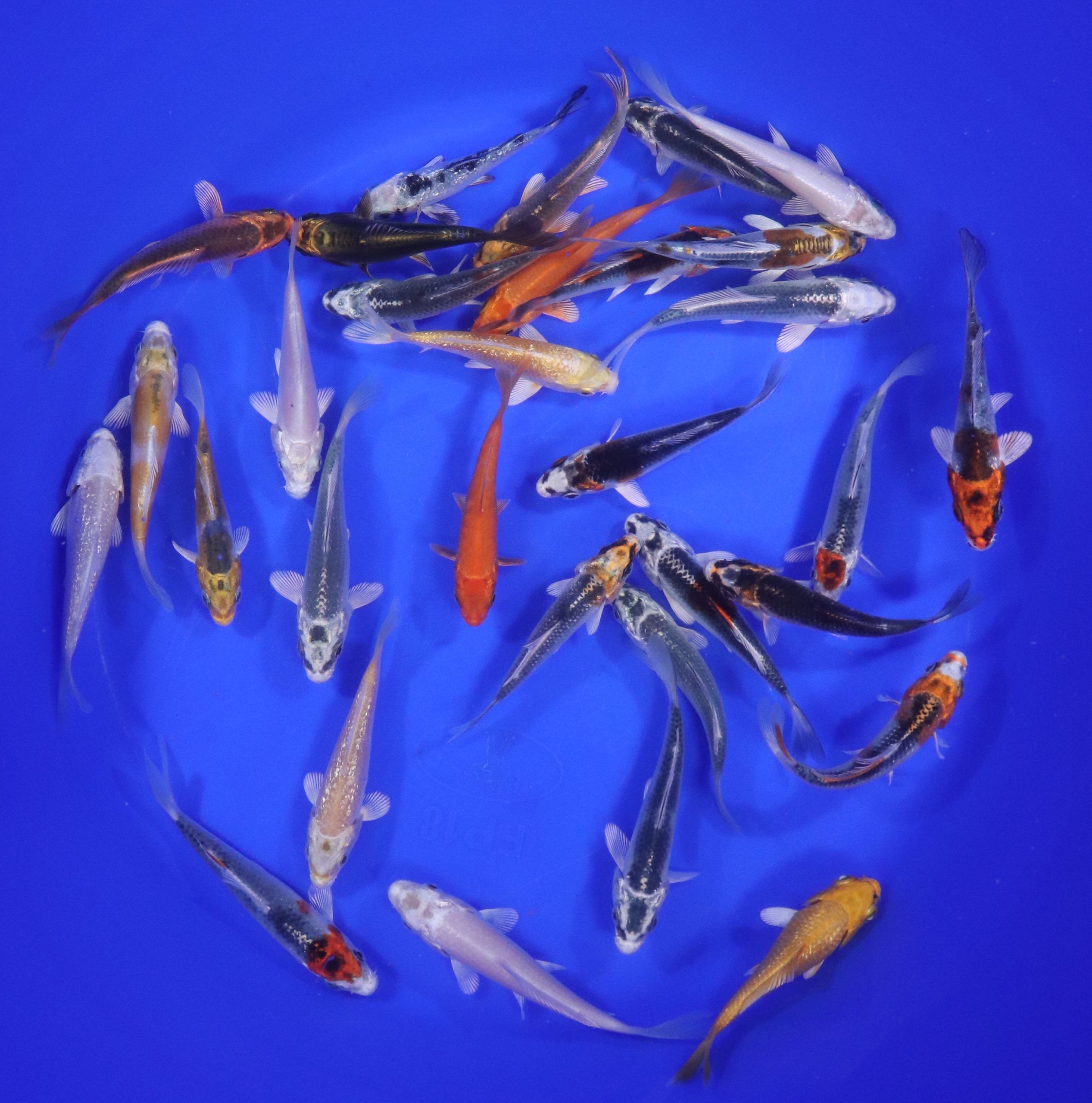 Hikari (Metallic) Koi Mix 3-4" - Image 3