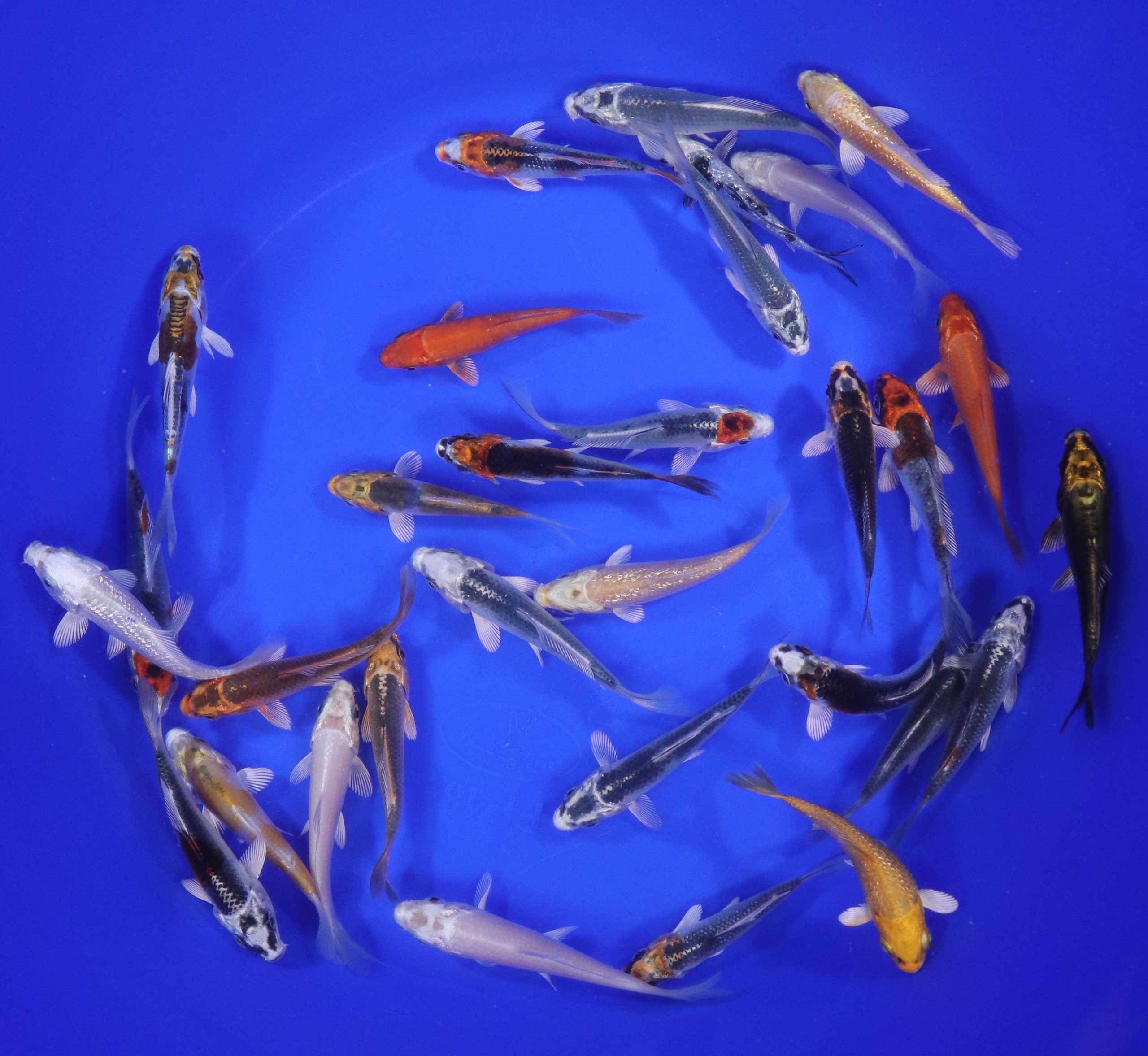 Hikari (Metallic) Koi Mix 3-4" - Image 4