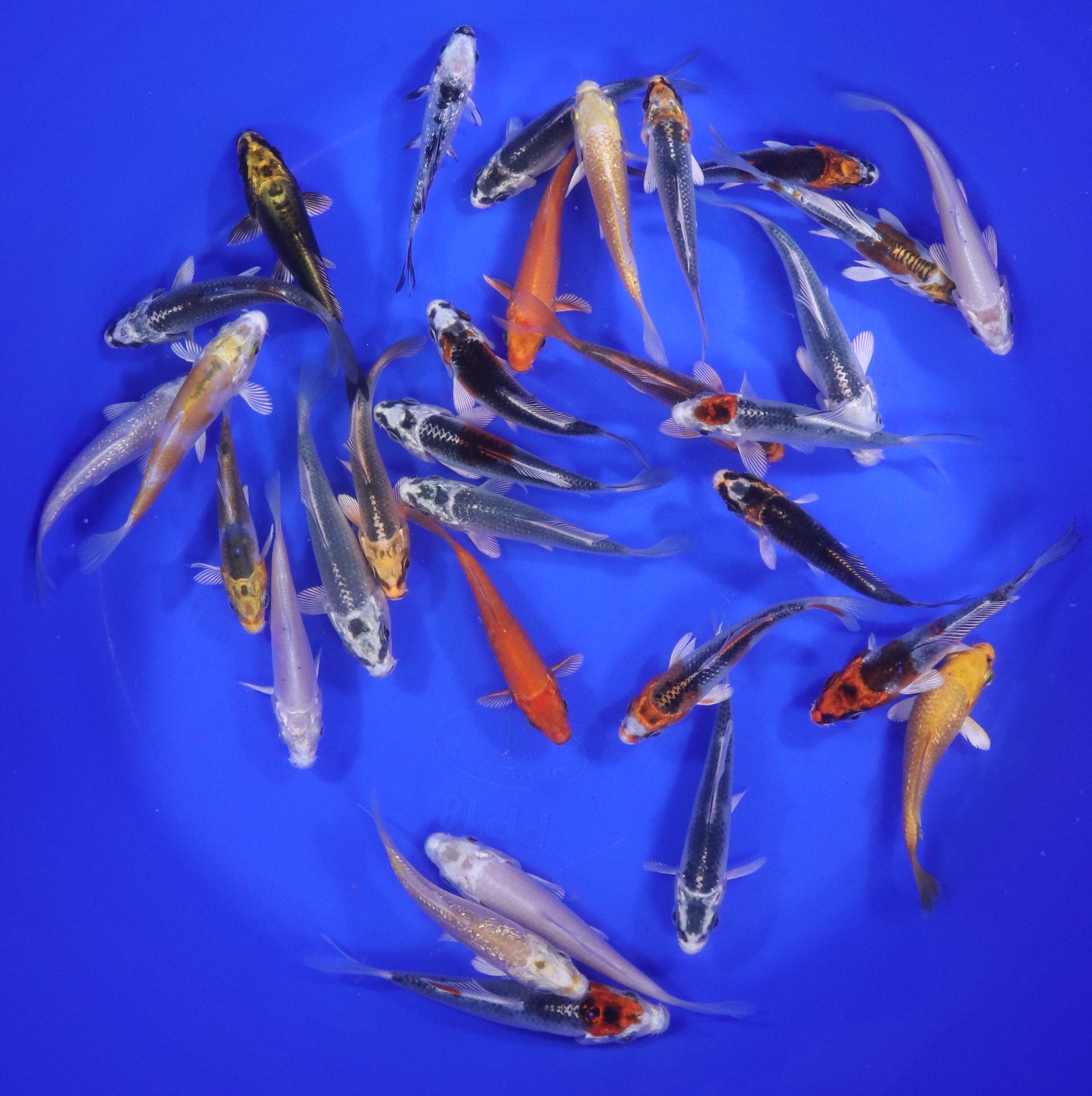 Hikari (Metallic) Koi Mix 3-4" - Image 5