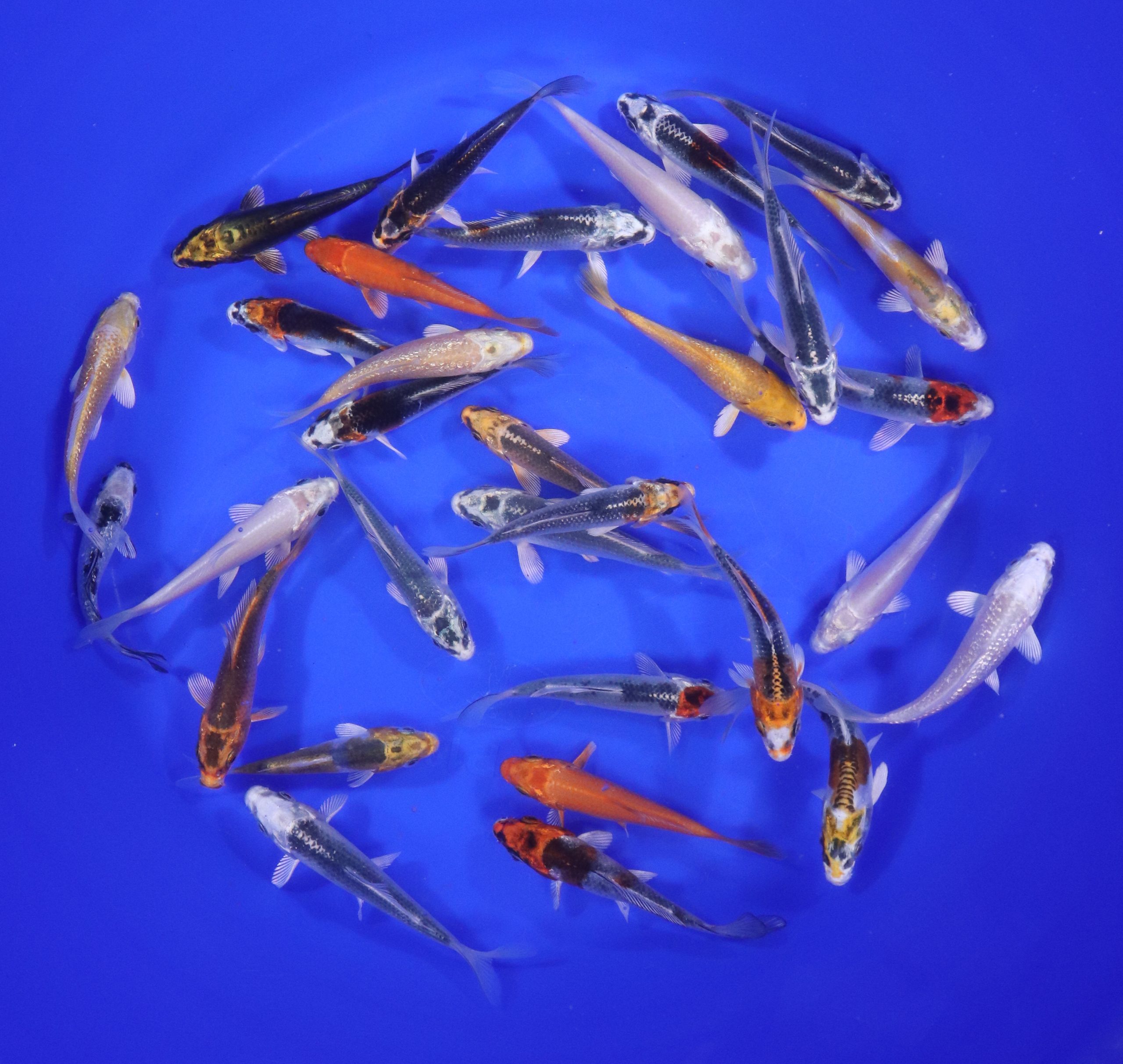 Hikari (Metallic) Koi Mix 3-4" - Image 6