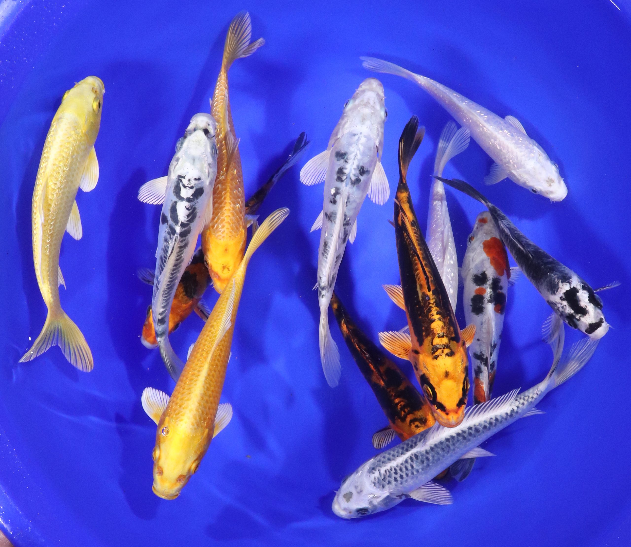 Hikari (Metallic) Koi Mix 6-7"