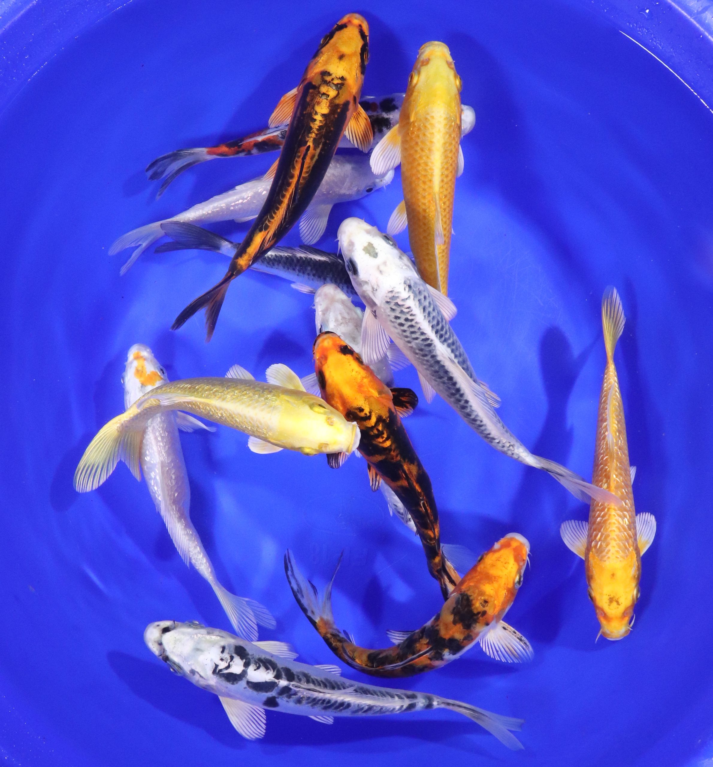 Alternative view of Hikari (Metallic) Koi Mix 6-7"