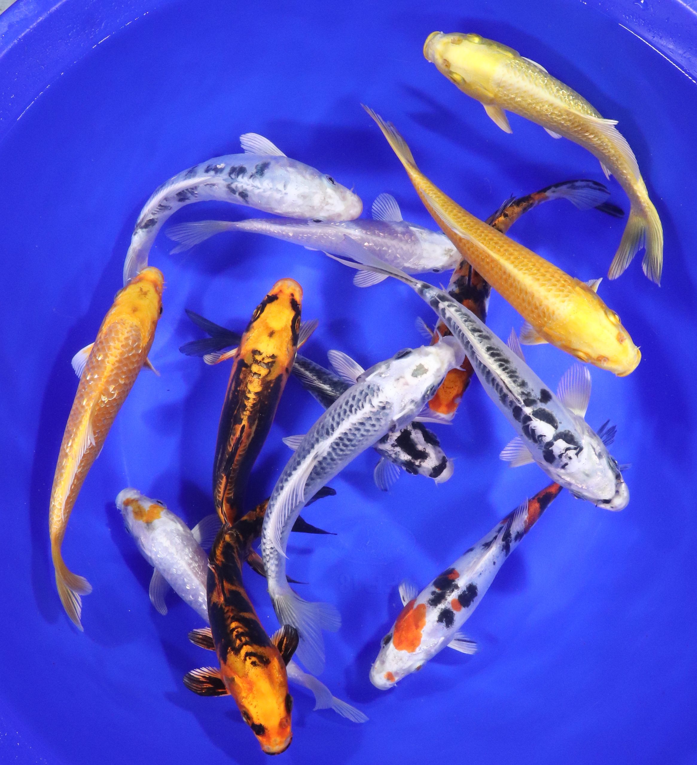 Hikari (Metallic) Koi Mix 6-7" - Image 3