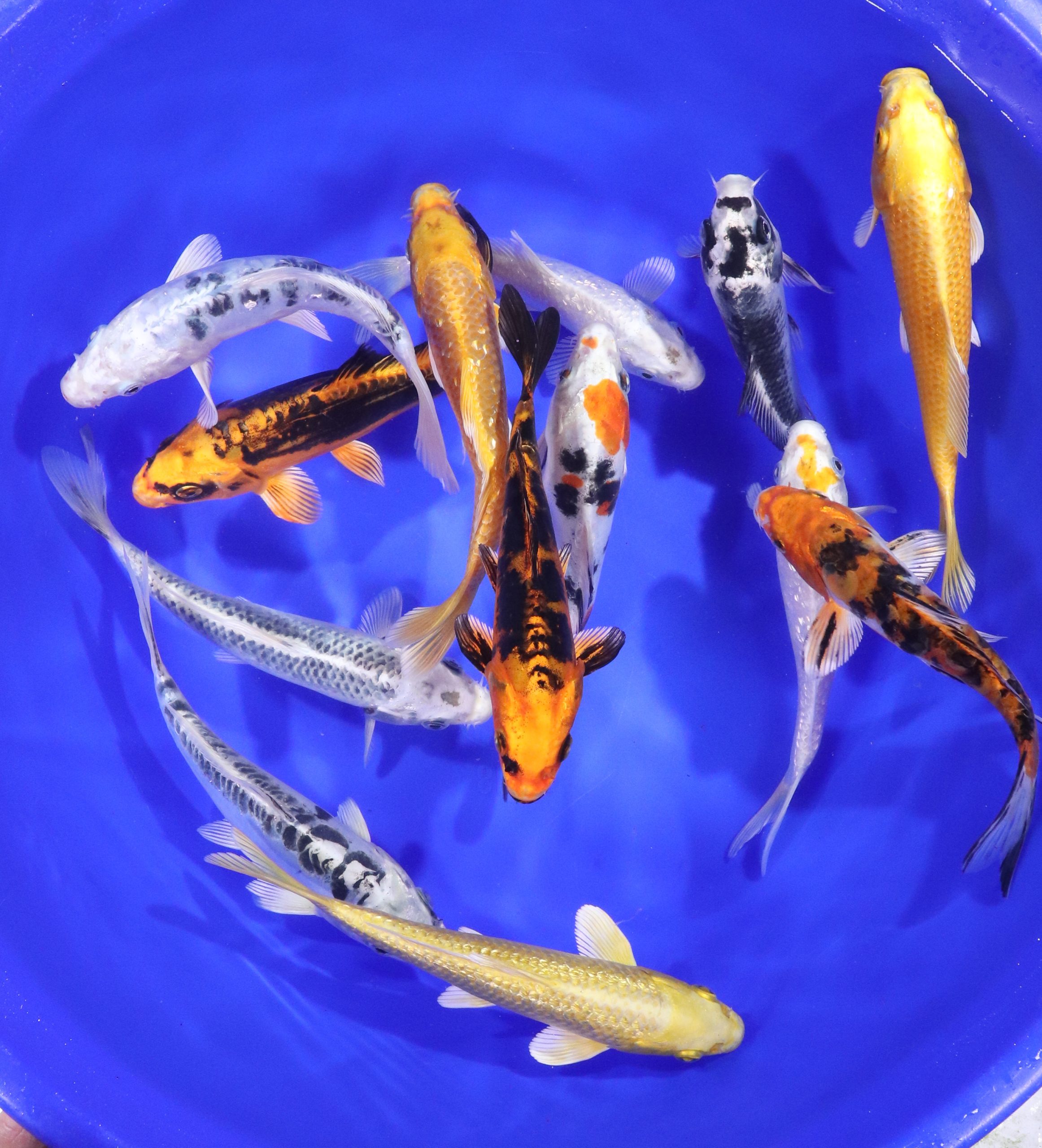 Hikari (Metallic) Koi Mix 6-7" - Image 4