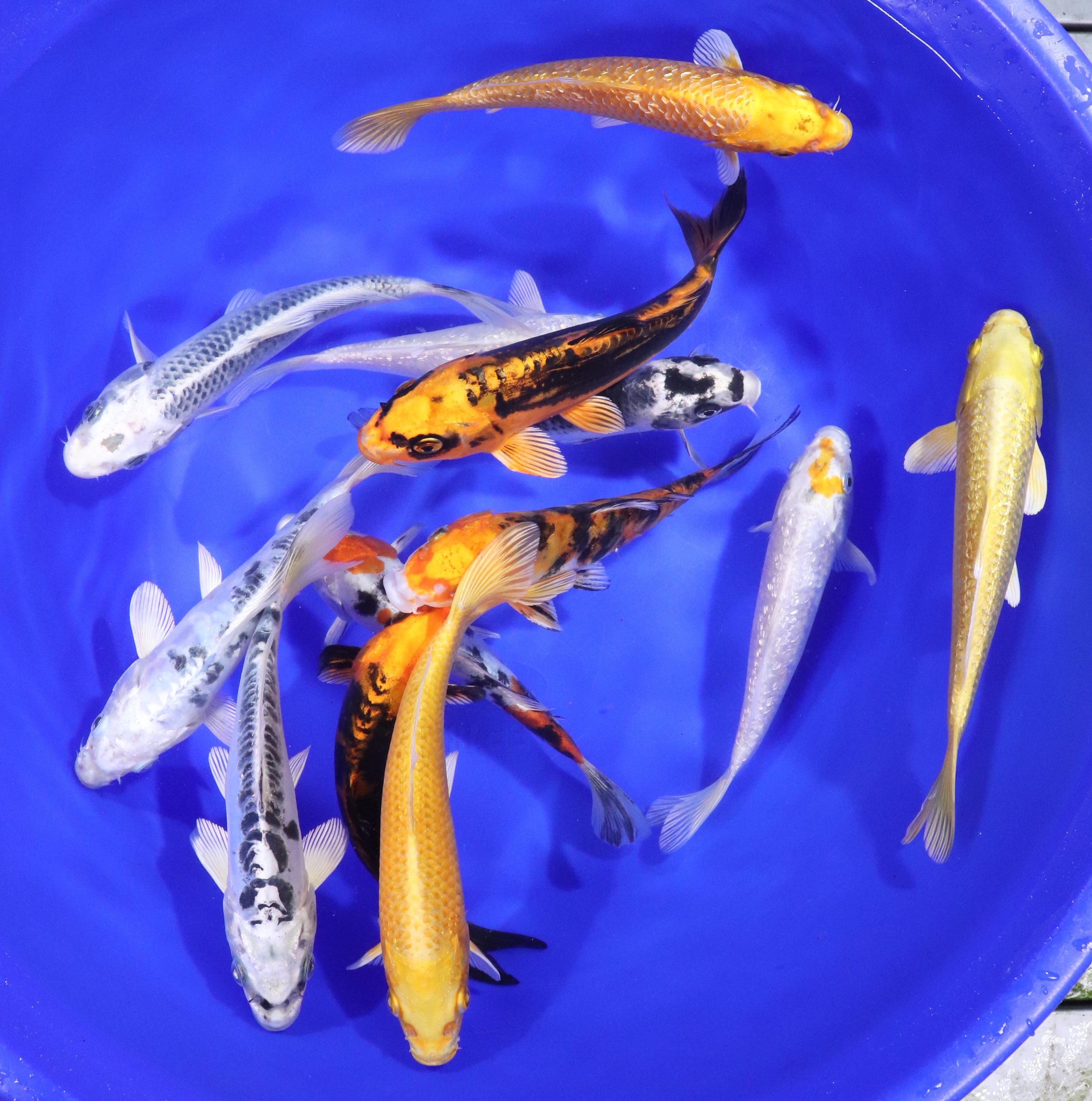 Hikari (Metallic) Koi Mix 6-7" - Image 6