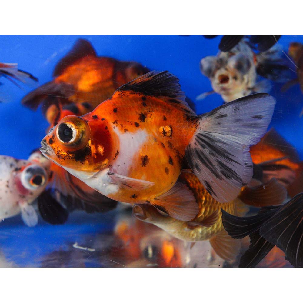 Mixed Butterfly Fantail Goldfish LG