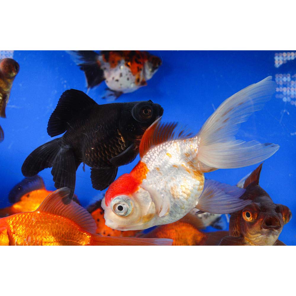 Mixed Butterfly Fantail Goldfish LG