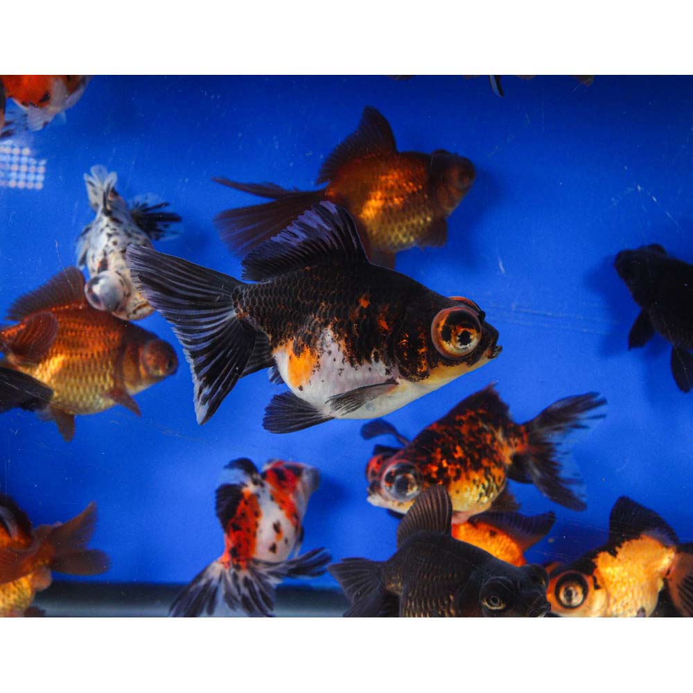 Mixed Butterfly Fantail Goldfish LG