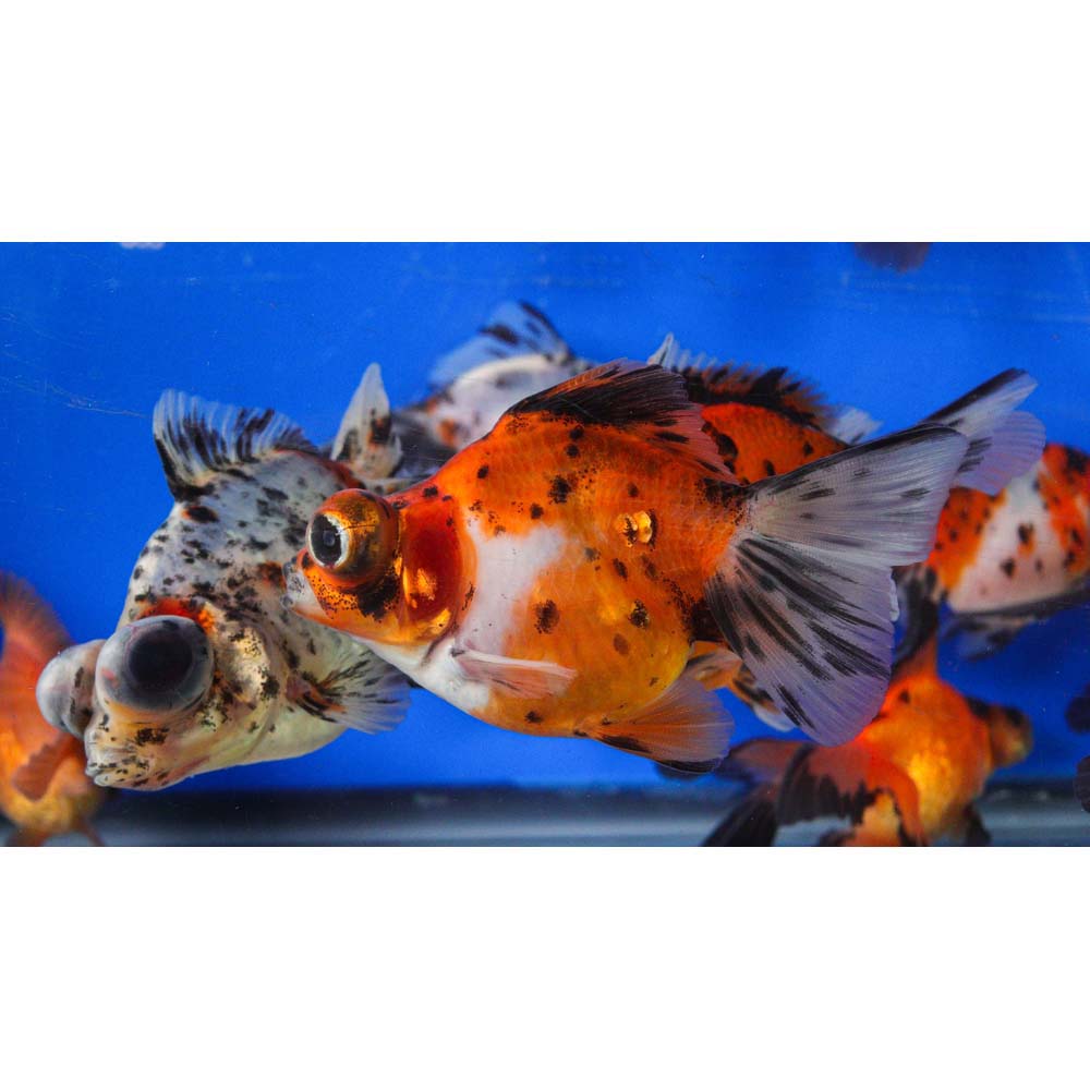 Mixed Butterfly Fantail Goldfish LG