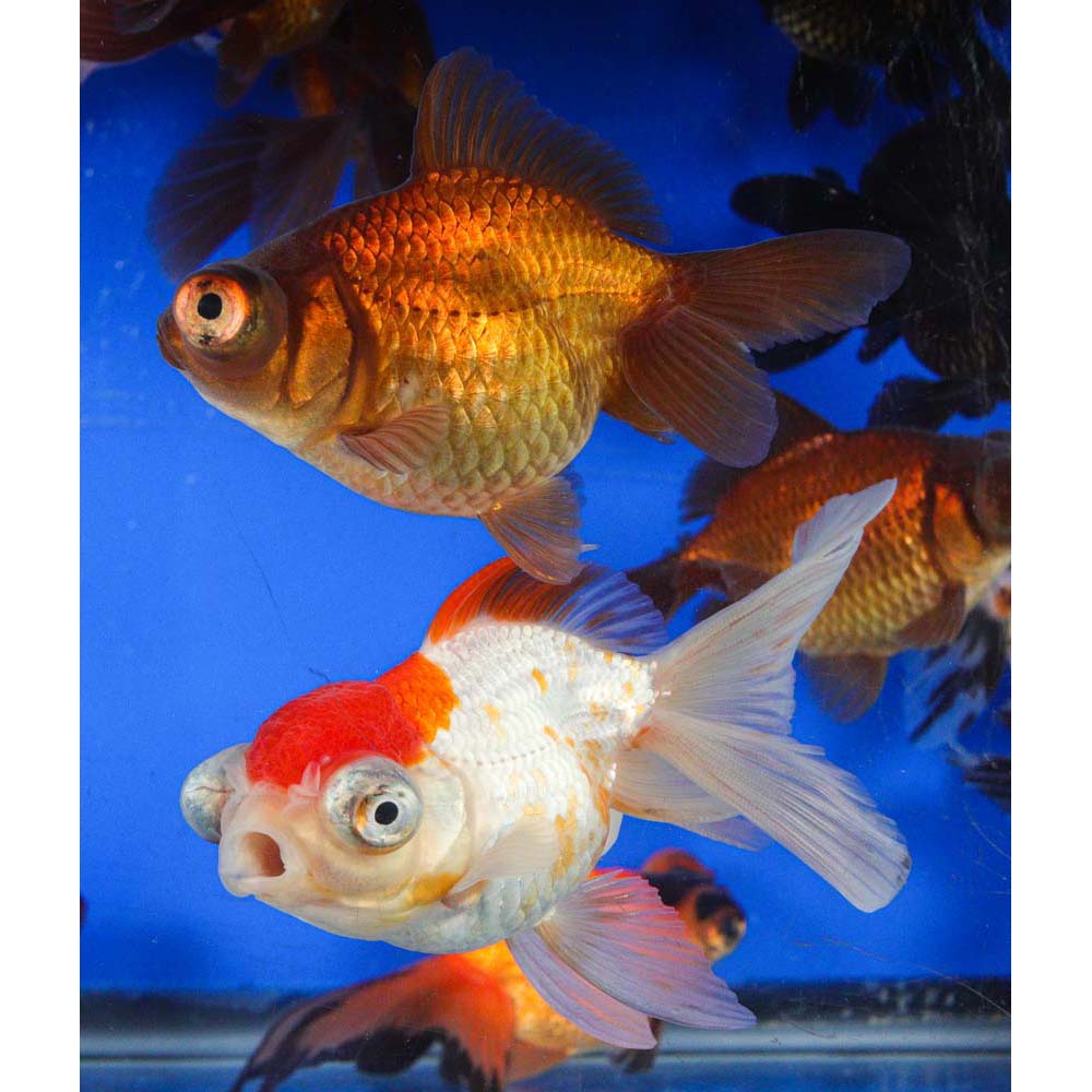 Mixed Butterfly Fantail Goldfish LG