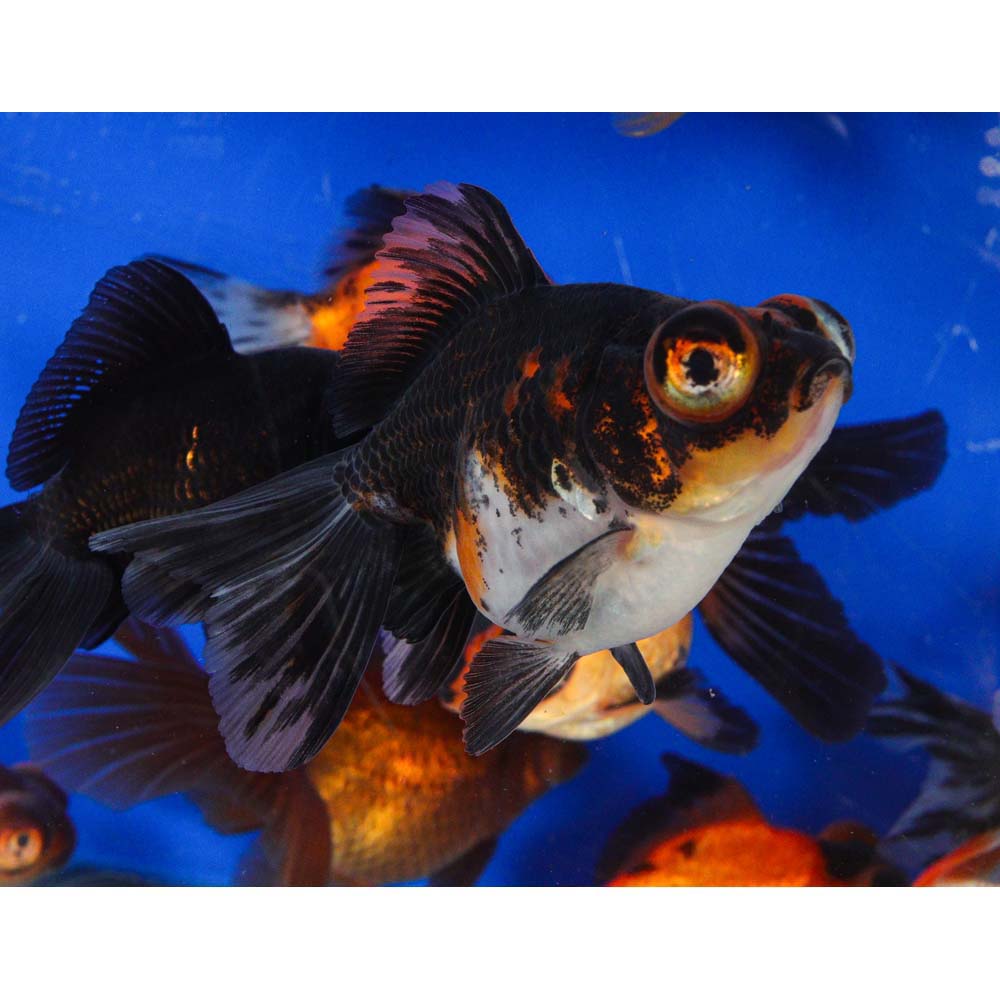 Mixed Butterfly Fantail Goldfish LG