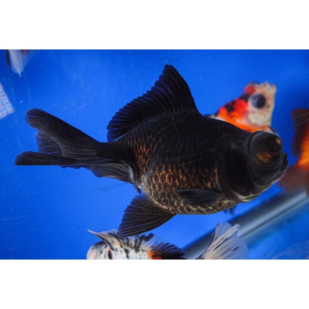 Mixed Butterfly Fantail Goldfish LG