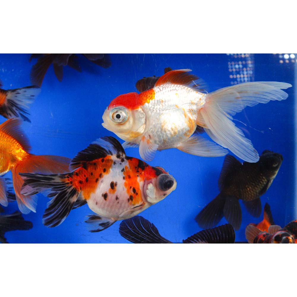 Mixed Butterfly Fantail Goldfish LG