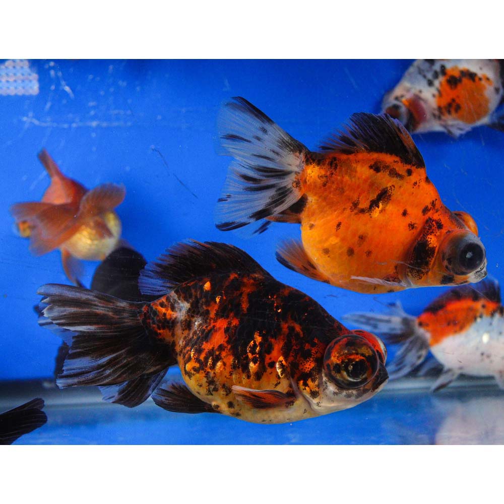 Mixed Butterfly Fantail Goldfish LG