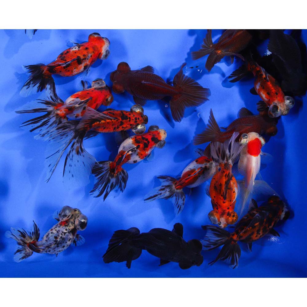Mixed Butterfly Fantail Goldfish LG
