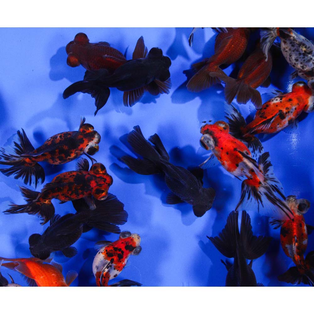 Mixed Butterfly Fantail Goldfish LG