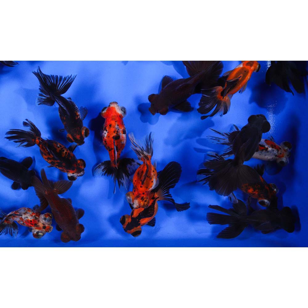 Mixed Butterfly Fantail Goldfish LG