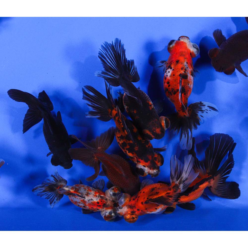 Mixed Butterfly Fantail Goldfish LG