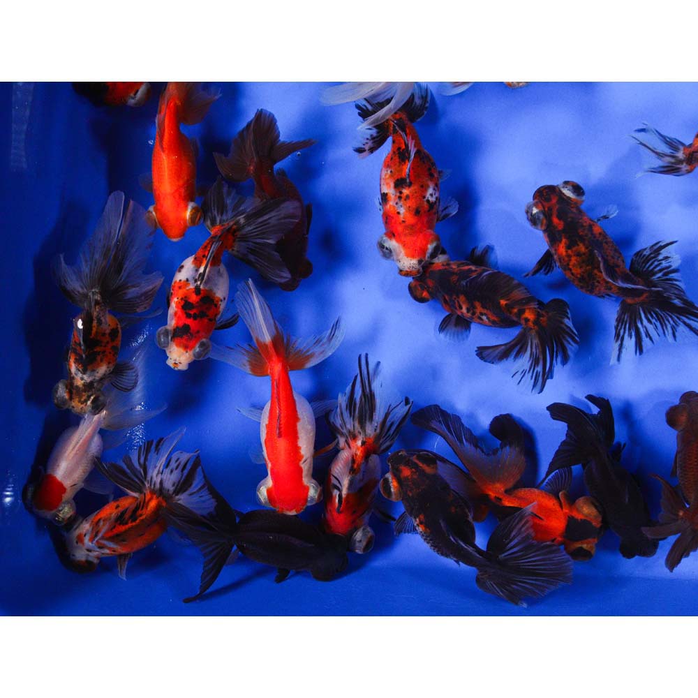 Mixed Butterfly Fantail Goldfish LG