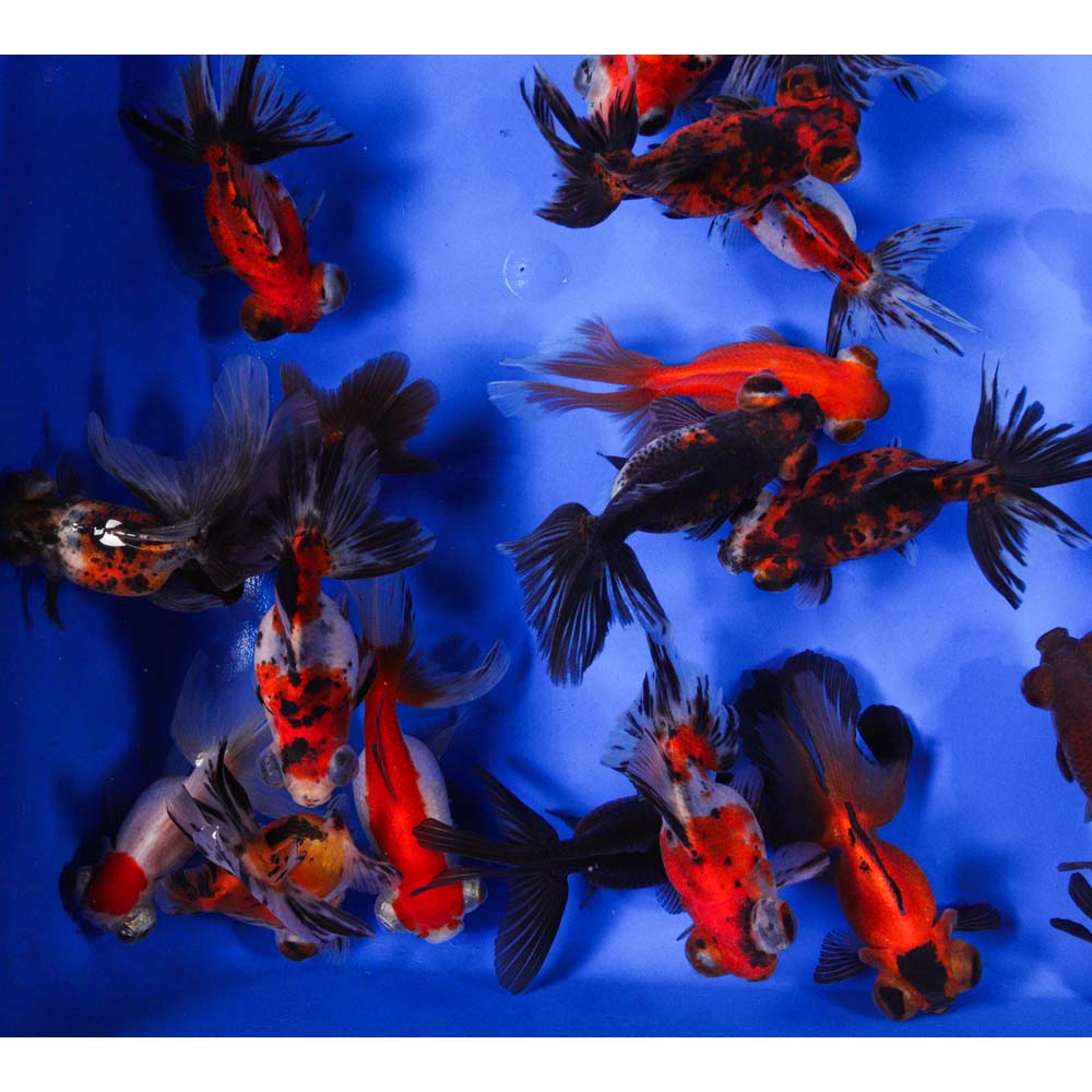 Mixed Butterfly Fantail Goldfish LG