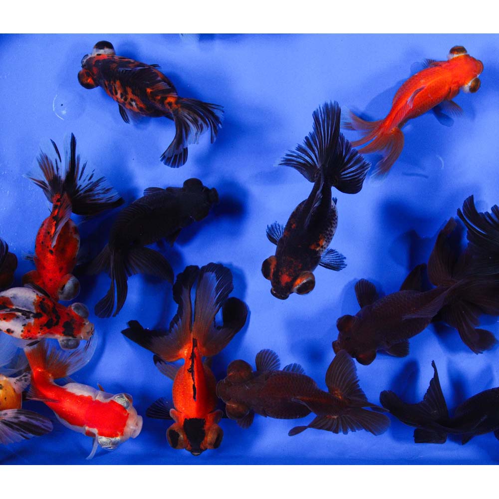 Mixed Butterfly Fantail Goldfish LG