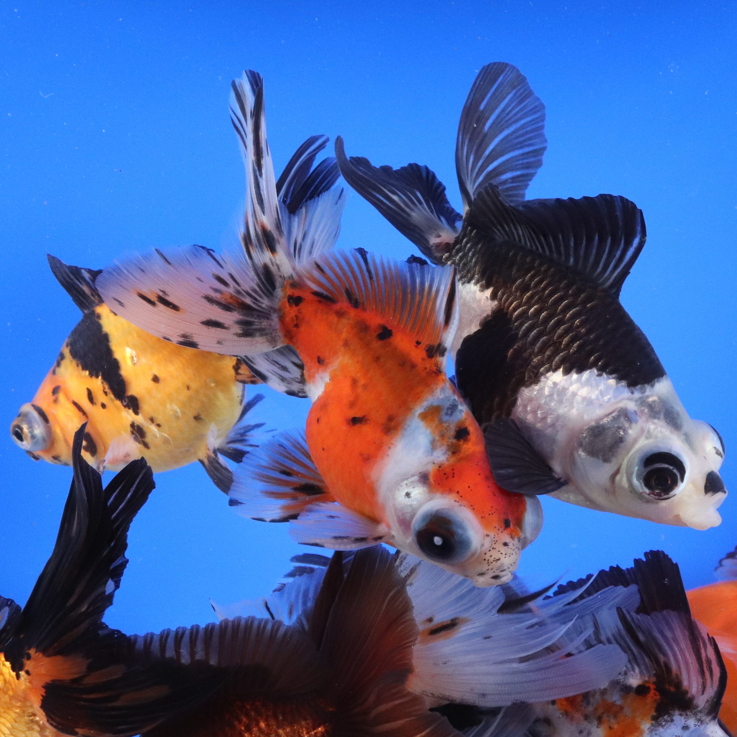 Fancy Imported Goldfish