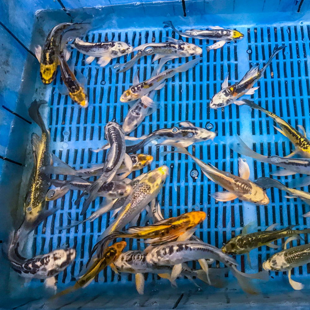 Skeleton Butterfly Koi 7-8"