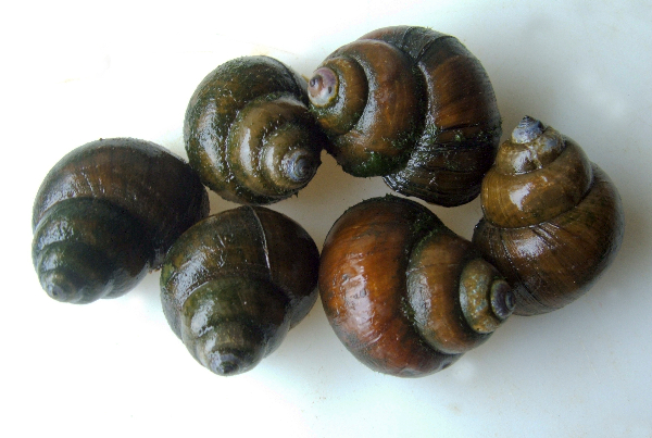 Trapdoor Snails