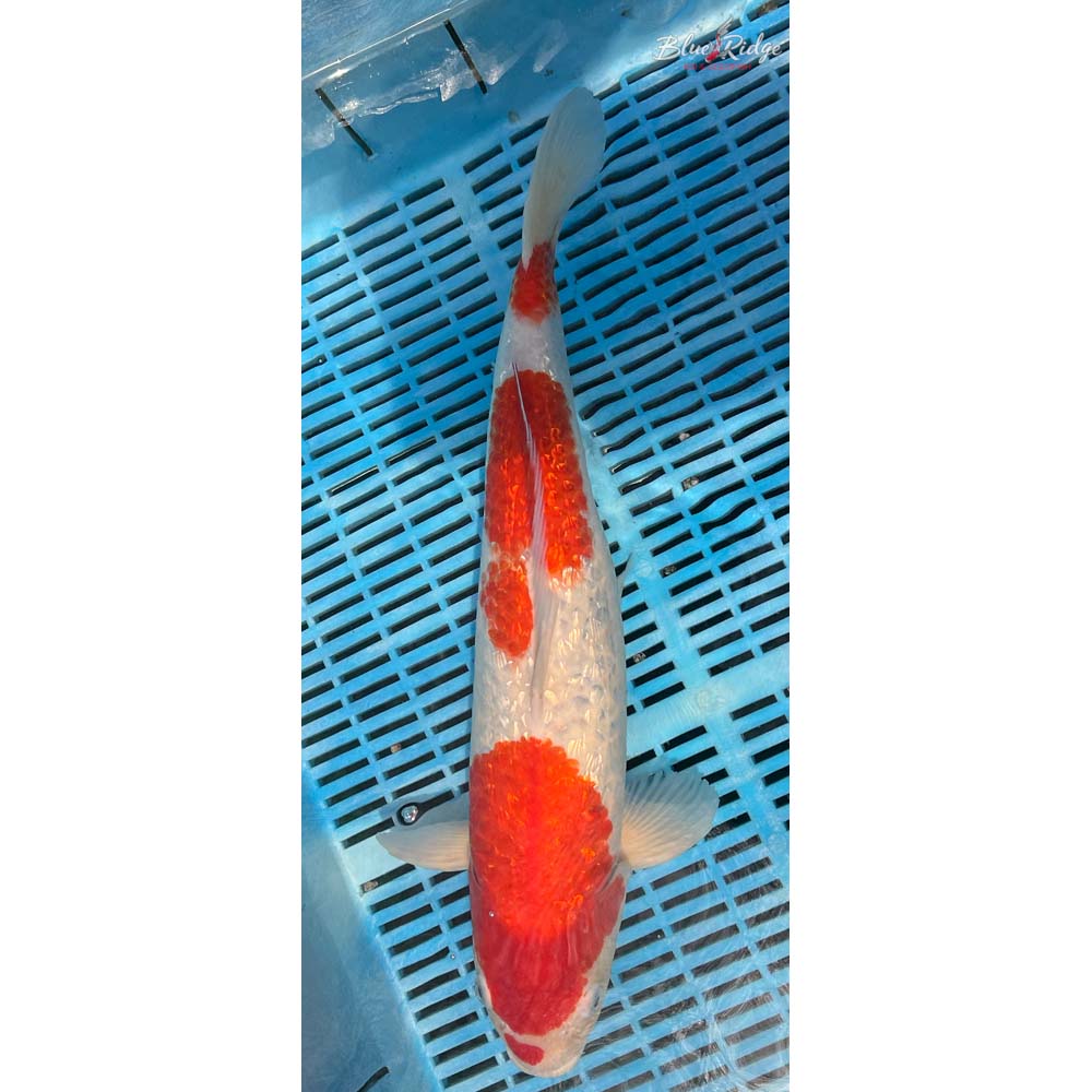 18-20” Gin Rin Kohaku Koi
