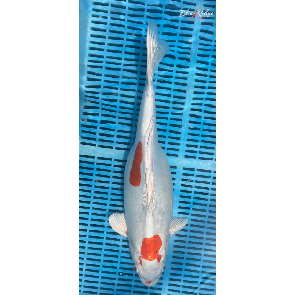 18-20” Kikusui Koi