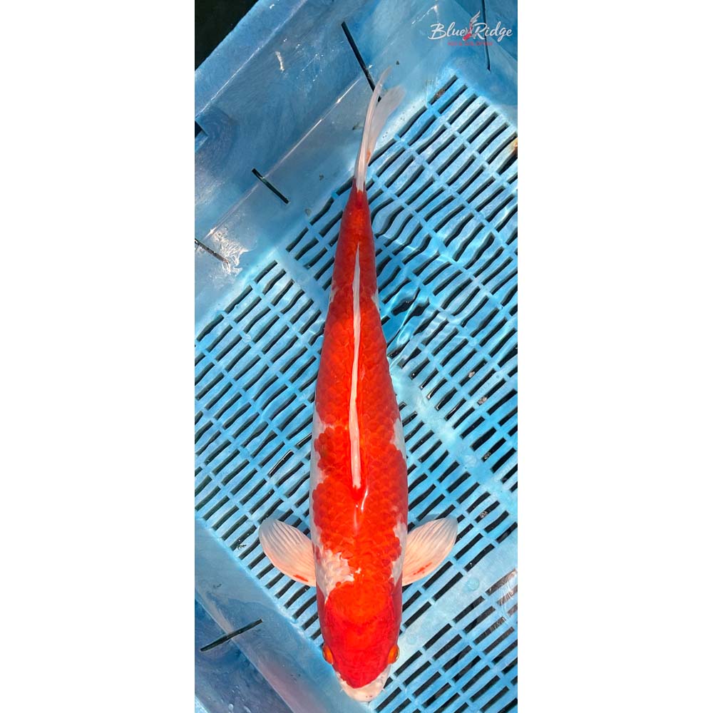 18-20” Hariwake Koi