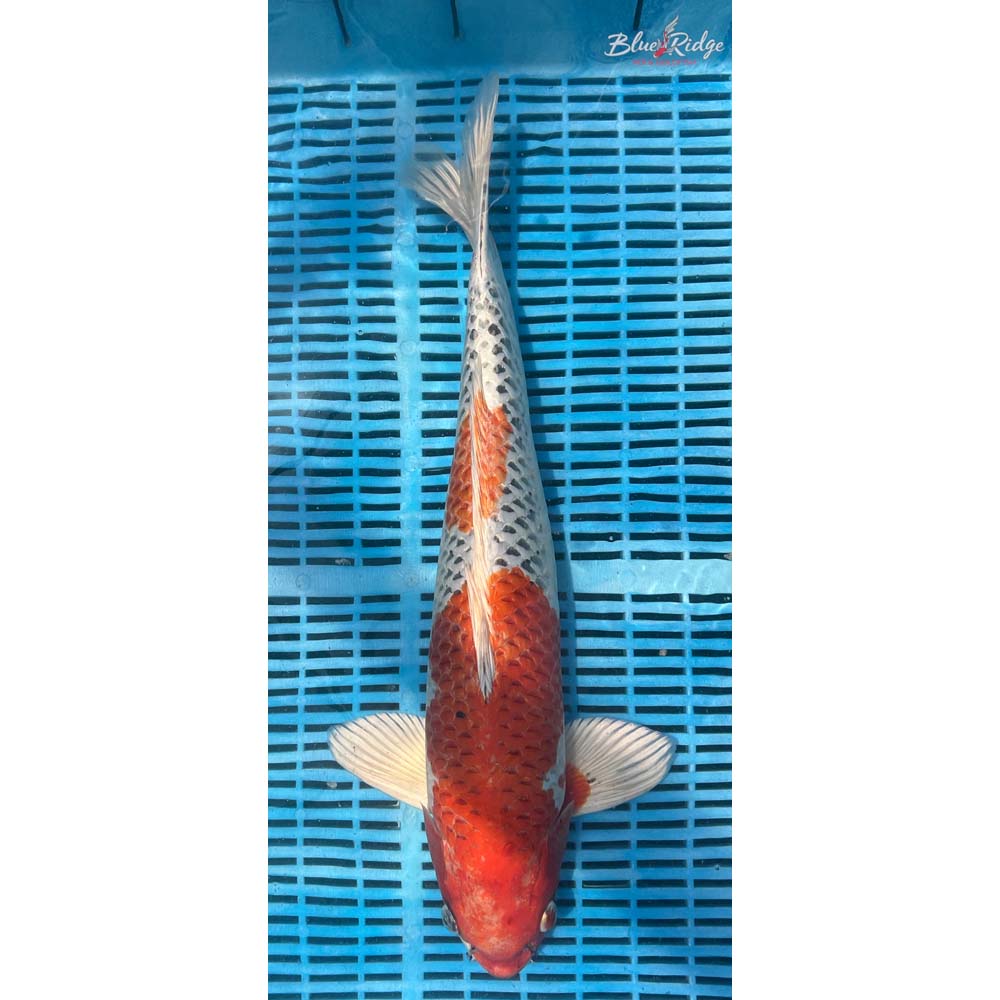 20-22” Kujaku Koi