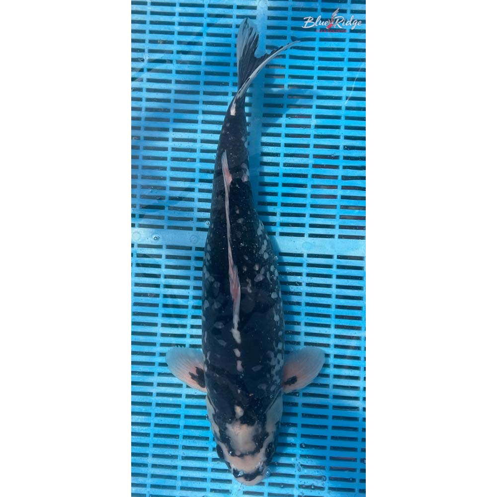 20-22” Shiro Utsuri Koi