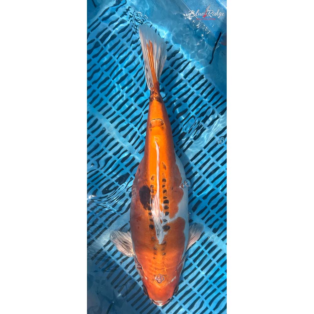 20-22” Doitsu Kujaku Koi