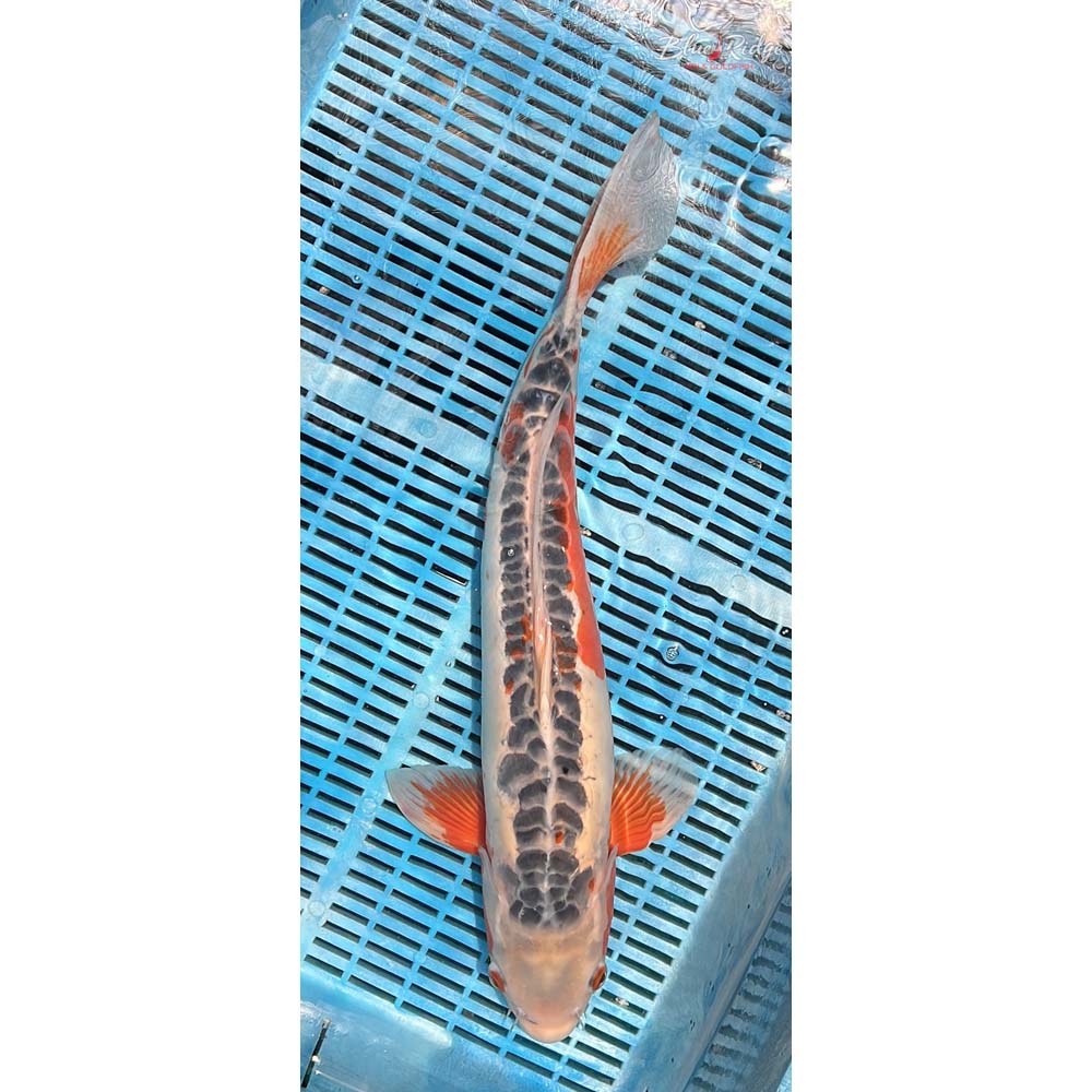 20-22” Shusui Koi