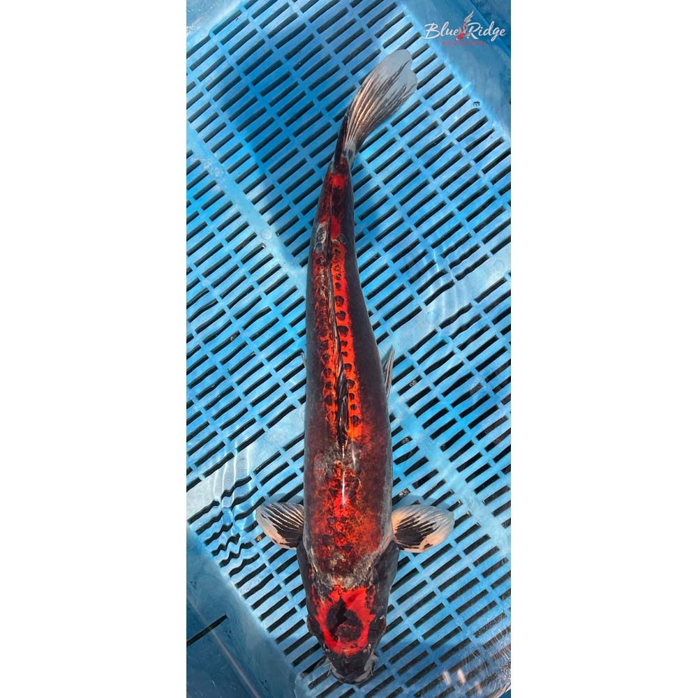20-22” Kin Kikokuryu Koi