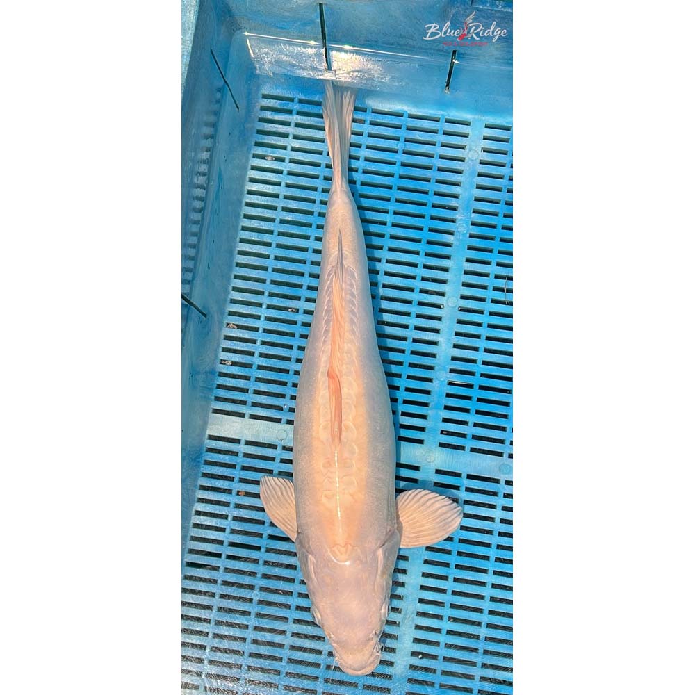 20-22” Doitsu Platinum Ogon Koi