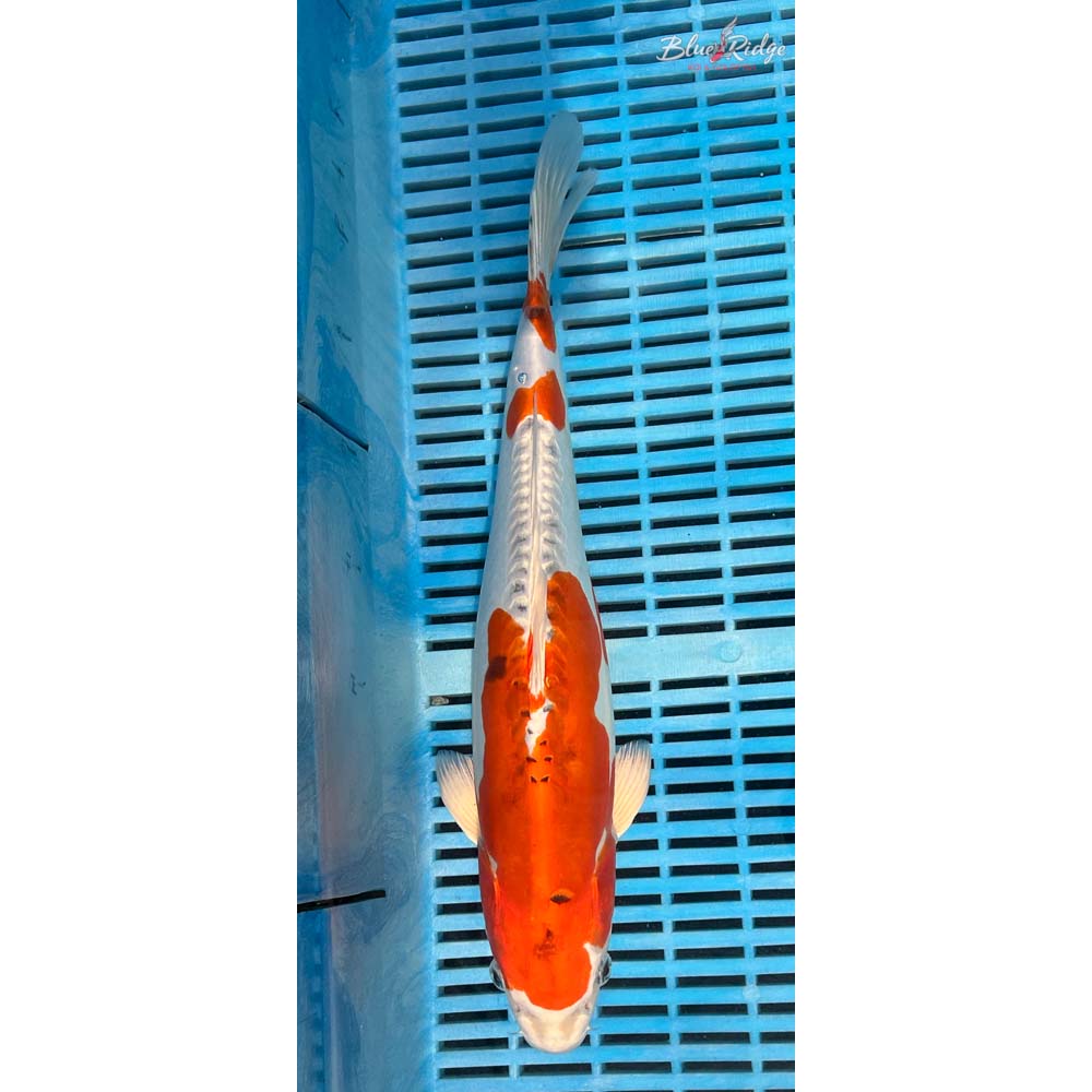 14-16” Heisei Nishiki Koi