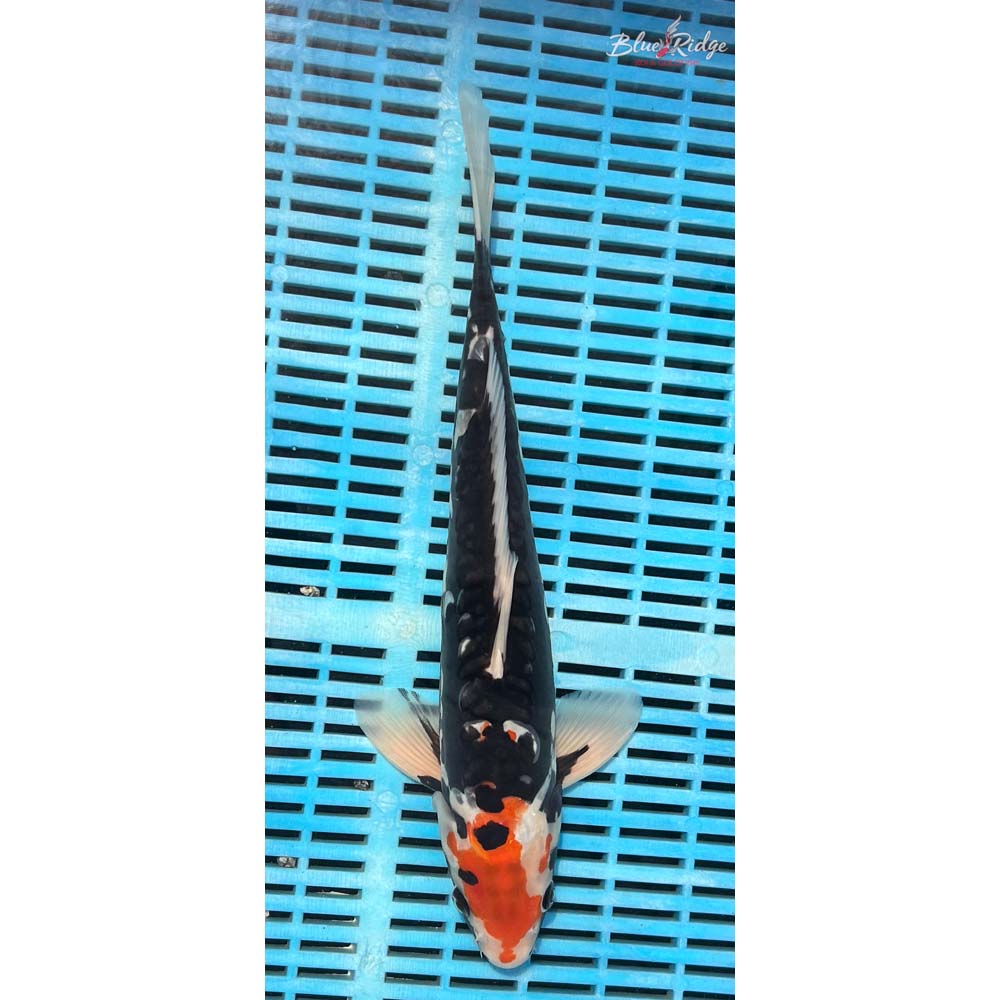14-16” Beni Kumonryu Koi