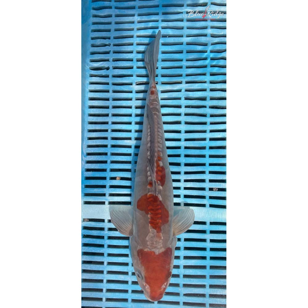 14-16” Doitsu Ochiba Shigure Koi