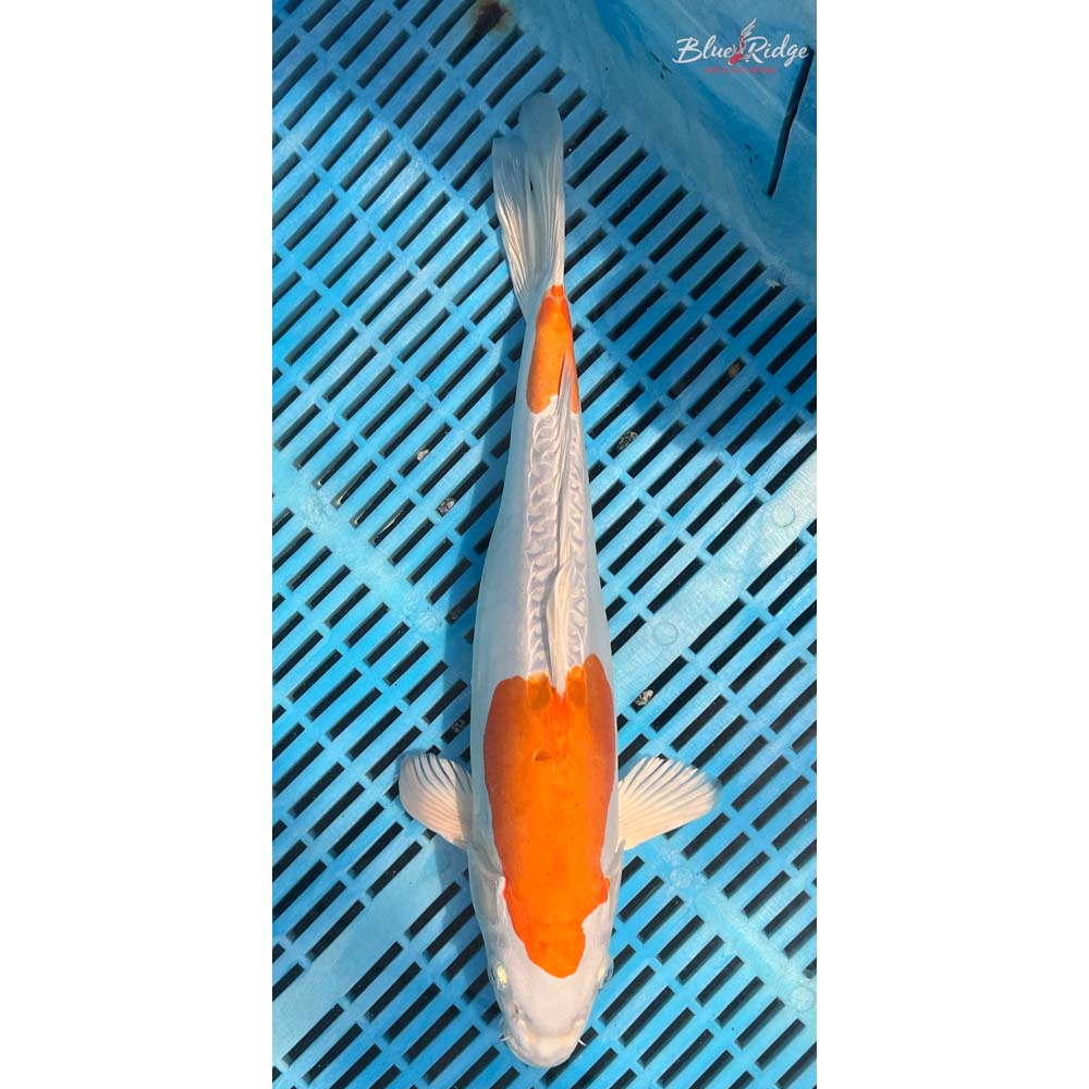 14-16” Kikusui Koi