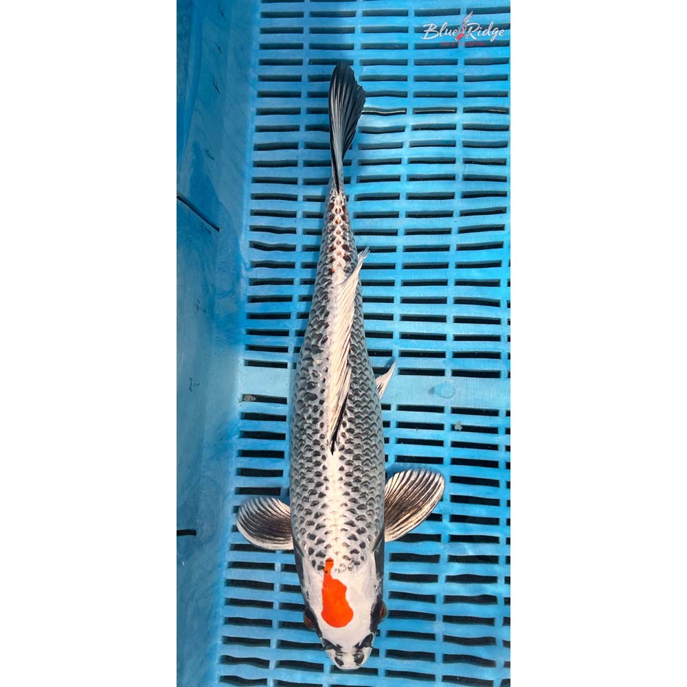 14-16” Kujaku Koi
