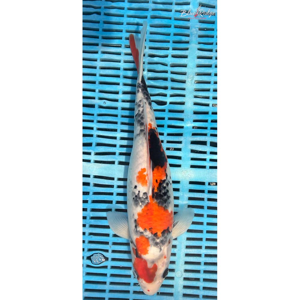 14-16” Showa Koi