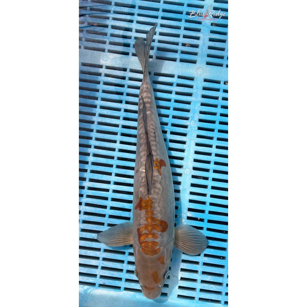 14-16” Doitsu Ochiba Shigure Koi