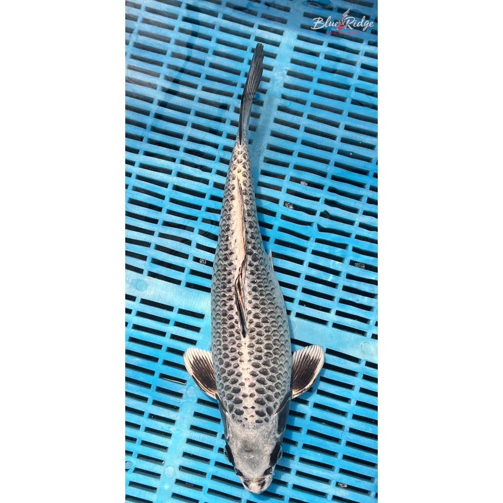 14-16” Gin Matsuba Koi