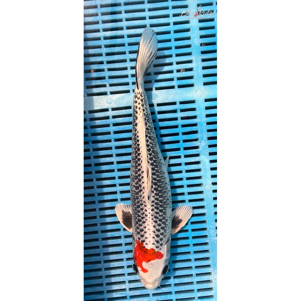 14-16” Kujaku Koi