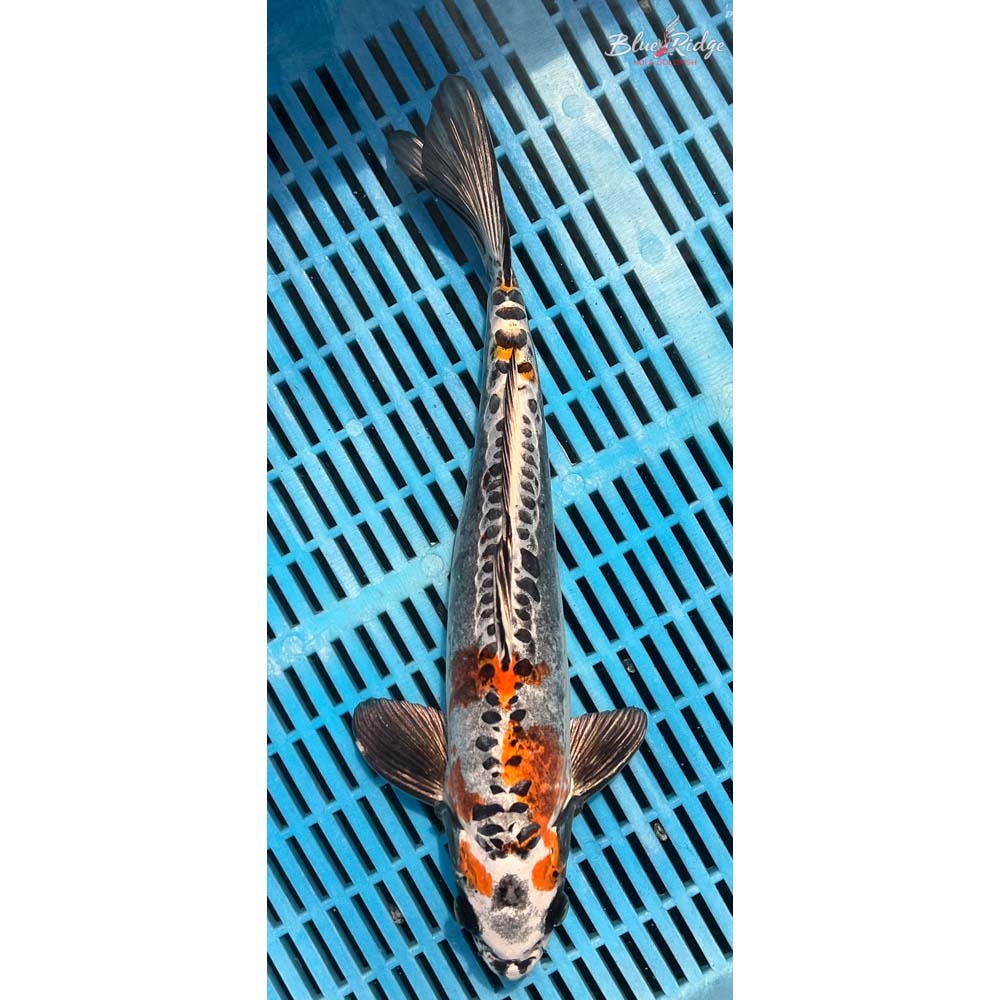 14-16” Kin Kikokuryu Koi