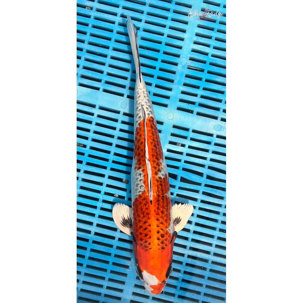 14-16” Kujaku Koi