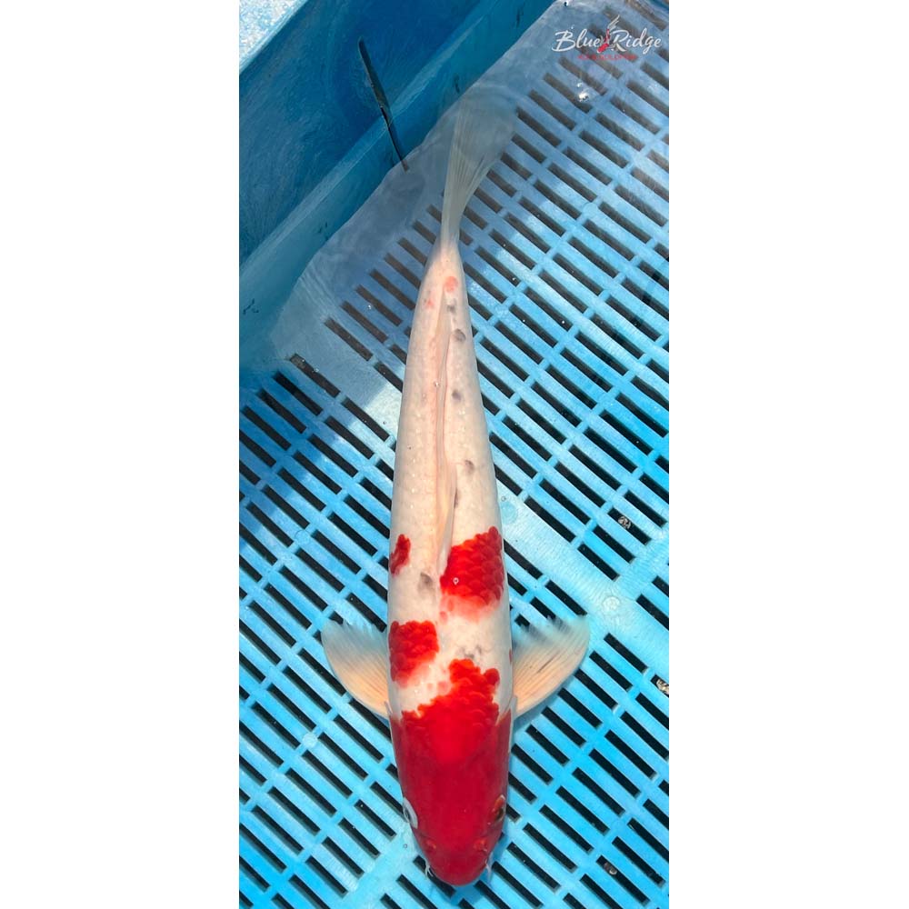 14-16” Sanke Koi